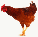 chicken